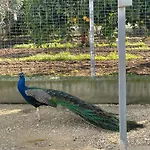 Finca La Tacita - Jazmín